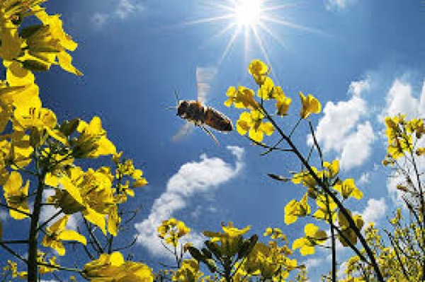 piante-pesticidi-argento-colloidale-02